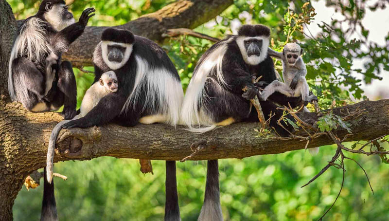 arusha national park