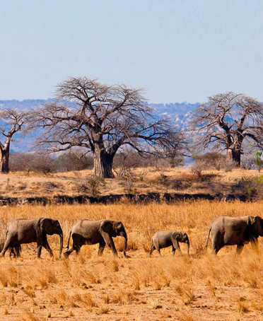 tarangire national park